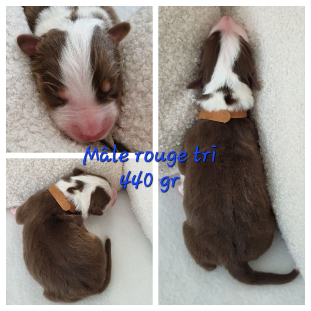 Des Terres D'Opps - Chiot disponible  - Berger Australien