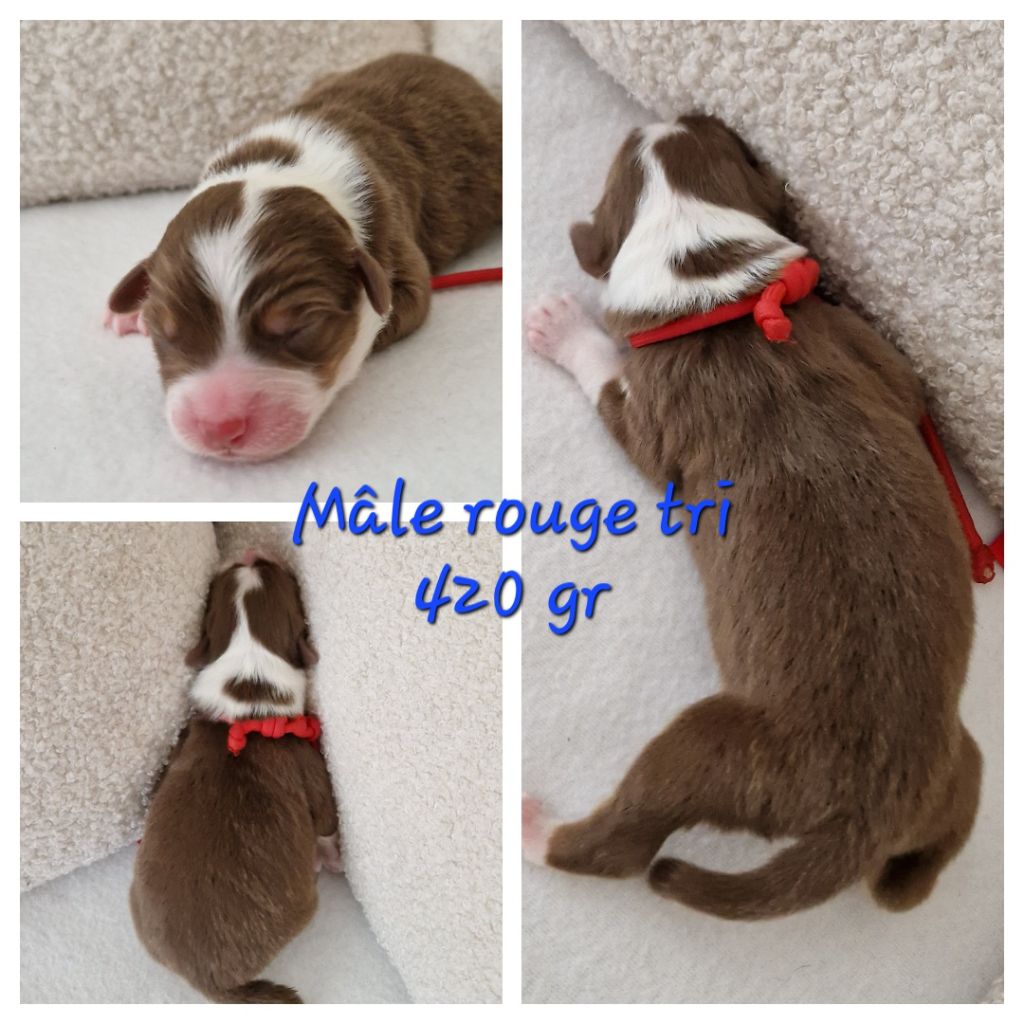 Des Terres D'Opps - Chiot disponible  - Berger Australien