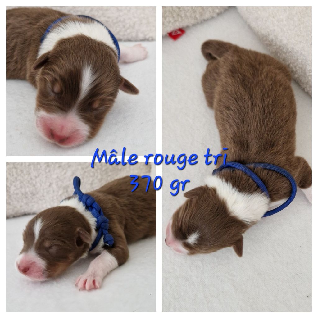 Des Terres D'Opps - Chiot disponible  - Berger Australien